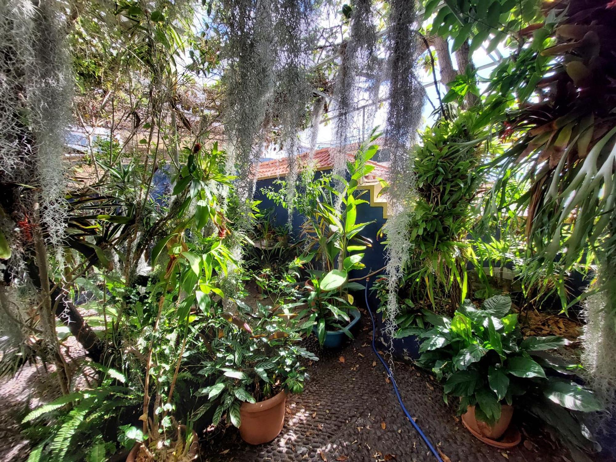 Casa Pico Musica Daire Funchal Dış mekan fotoğraf